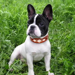 Brown Leather Collar with Rhinestones or Chain Embellishment