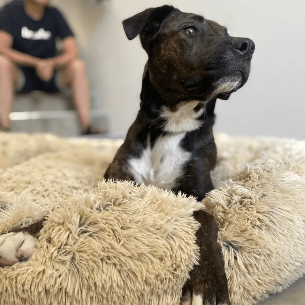 Fur King "Aussie" Calming Dog Bed