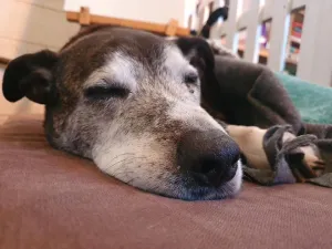 Orthopaedic Dog Beds