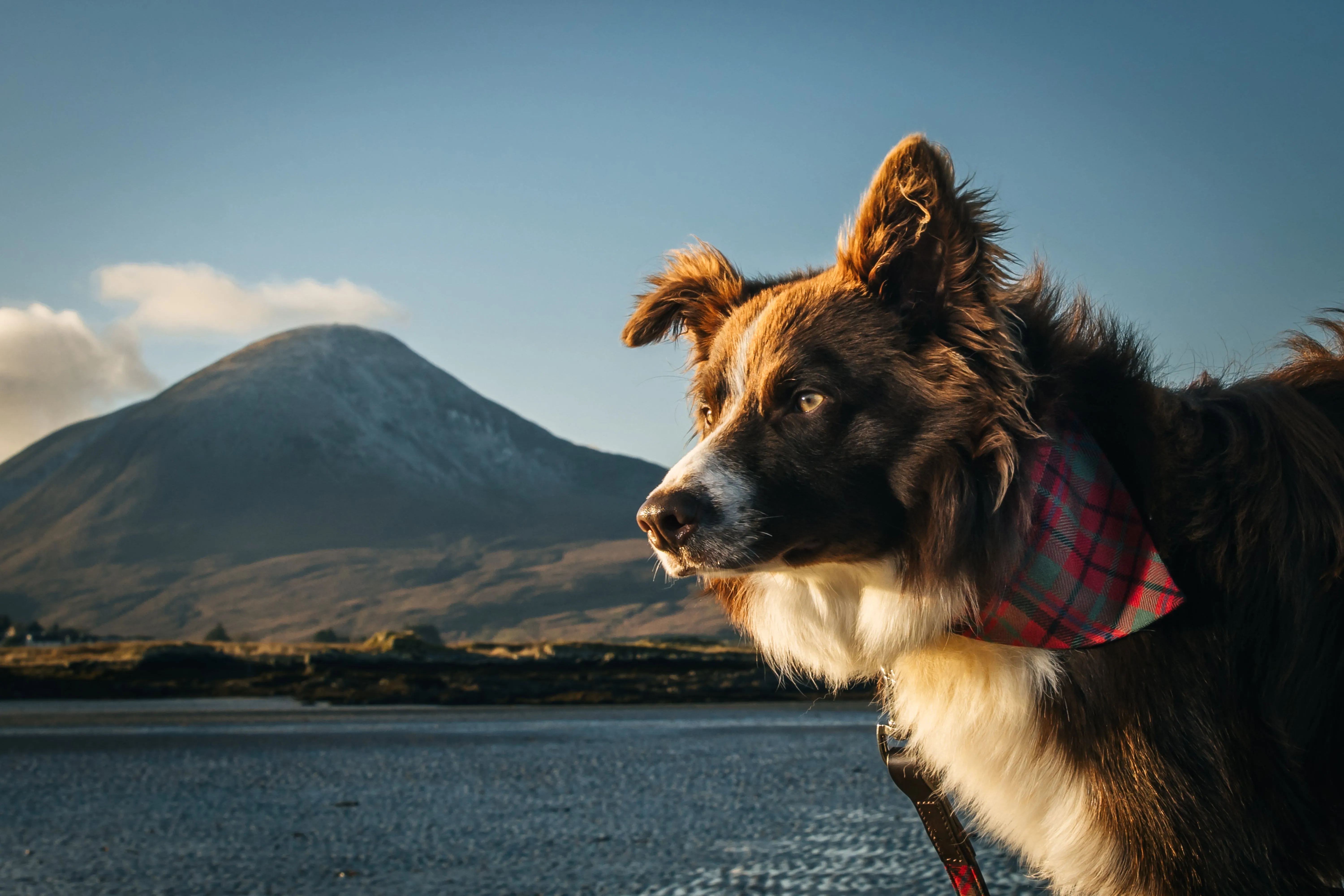 Tartan Dog Bandana